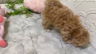 ハーフ犬の動画01