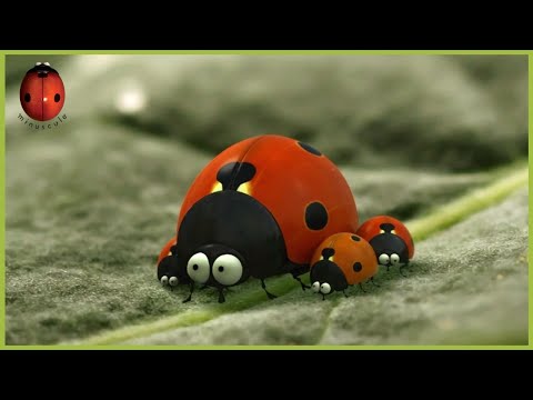 The Wing Case | Minuscule 🍃 100' Compilation