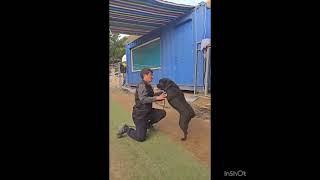 Video preview image #1 Labrador Retriever Puppy For Sale in Seattle, WA, USA