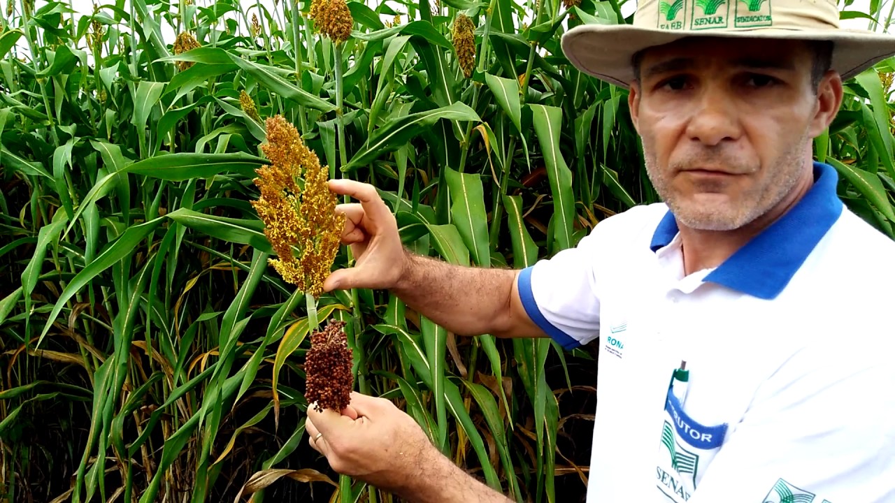 SORGO PARA ENSILAGEM