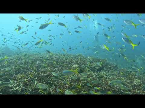 Wondering around White Rock