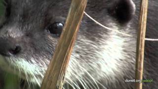 Adopt an otter | Bintang, the oriental short-clawed otter | Animal adoption from just £3
