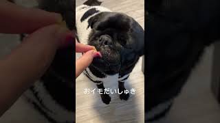 #パグ #かわいい #食いしん坊 #いやし #いぬのいる生活