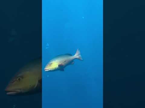 Fish underwater from sub marin in Maldives #fishing #maledives #carpfishing