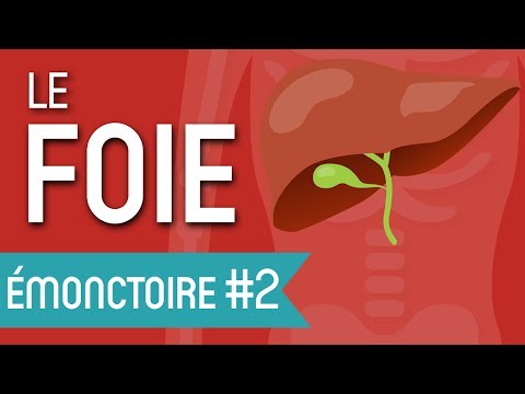En quoi votre foie est-il si extraordinaire | Les Émonctoires en Naturopathie