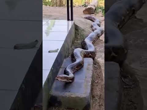 Olha o Tamanho Essa Sucuri Aqui em Anagé! 🐍😱 #Shorts