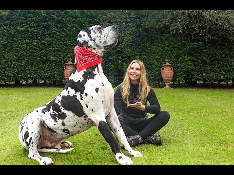 THE GREAT DANE -  THE TALLEST DOG IN THE WORLD / Animal Watch