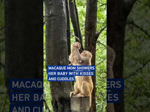 Macaque mom showers her baby with kisses and cuddles