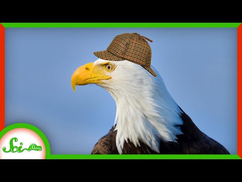 我们解开了垂死鸟类之谜（We Solved the Mystery of the Dying Birds）