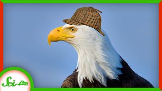 We Solved the Mystery of the Dying Birds