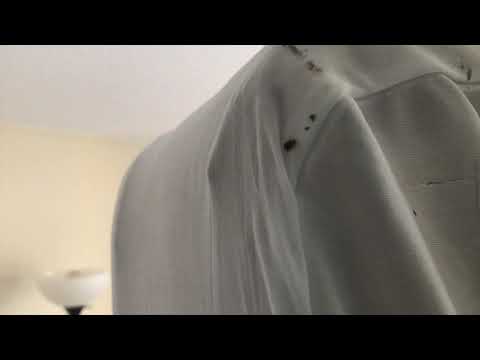 Property Manager Screams Bed Bugs in Asbury Park, NJ