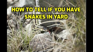 How To Tell If You Have Snakes In Yard