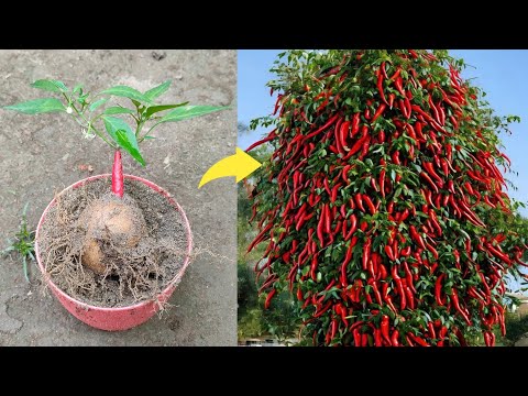, title : 'Best technique how to grow chili tree from  chili 🌶️ with potato 🥔 || propagate chili tree at home'