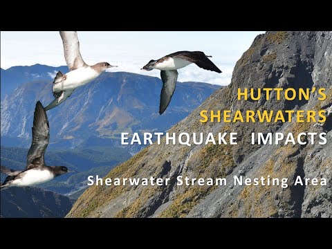 Hutton's Shearwaters Earthquake Impacts