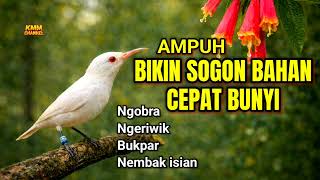Download lagu AUTO CEPAT BUNYI‼️ Pancingan sogon agar emosi ngleper mp3
