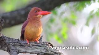 リュウキュウアカショウビン(動画あり)