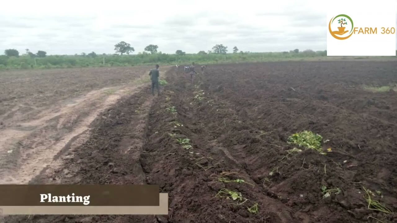 Farming of our orange flesh sweet potato