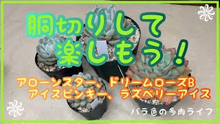 【多肉植物】【ガーデニング】胴切りして楽しもう！😊アローンスター、ドリームローズB、アイスピンキー、ラズベリーアイス。