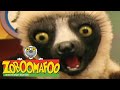 Zoboomafoo 124 Lids Animal Shows For Kids Full Episode HD