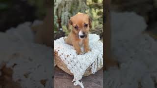 Video preview image #1 Dachshund Puppy For Sale in Corona, CA, USA