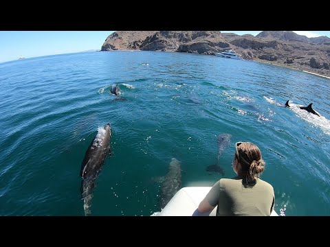 EPIC DOLPHIN ENCOUNTER | EP27 Sailing Stella J - Cruising the Sea of Cortez