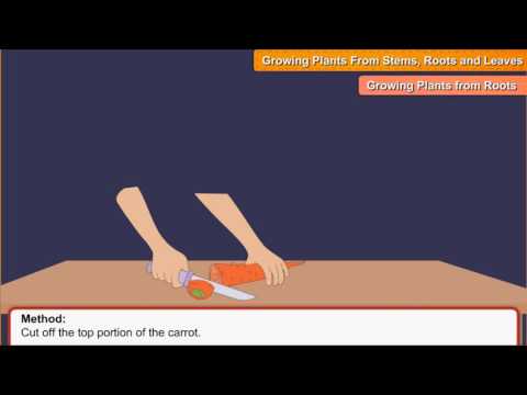 download lagu mp3 mp4 Plants That Grow In Roots, download lagu Plants That Grow In Roots gratis, unduh video klip Plants That Grow In Roots