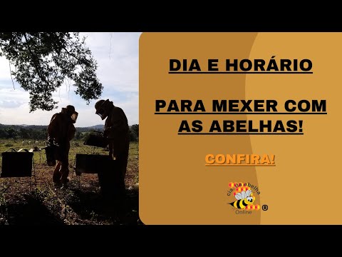 , title : 'Dia e Horário pra mexer com abelha! DICA IMPORTANTÍSSIMA!'