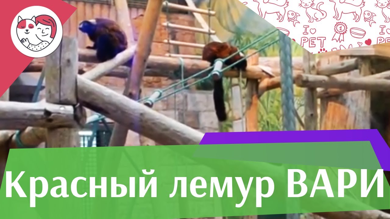 Красный лемур вари Содержание в неволе на ilikepet