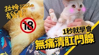 Re: [討論] 貓的肛門腺真的很臭嗎