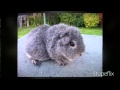 Guinea Pigs ROCK