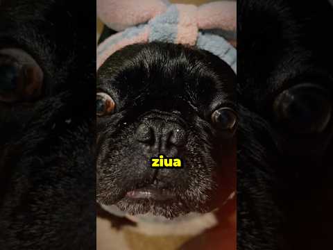 POVESTEA LUI CHELUTU