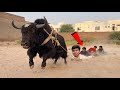 Angry Bull Bhaag Gea
