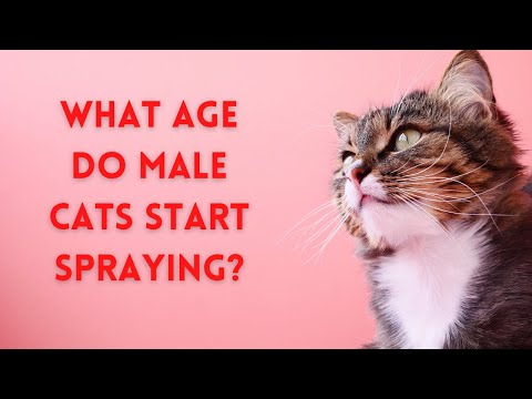 What Age Do Male Cats Start Spraying