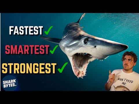 Is the SHORTFIN MAKO the Most ELITE Shark?