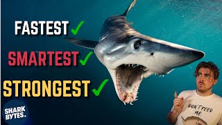 Download lagu Is the SHORTFIN MAKO the Most ELITE Shark? mp3