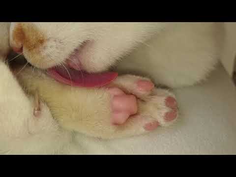 What do cats paws look like
