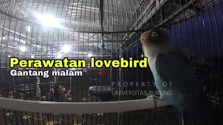 Download lagu Perawatan lovebird gantang malam mp3