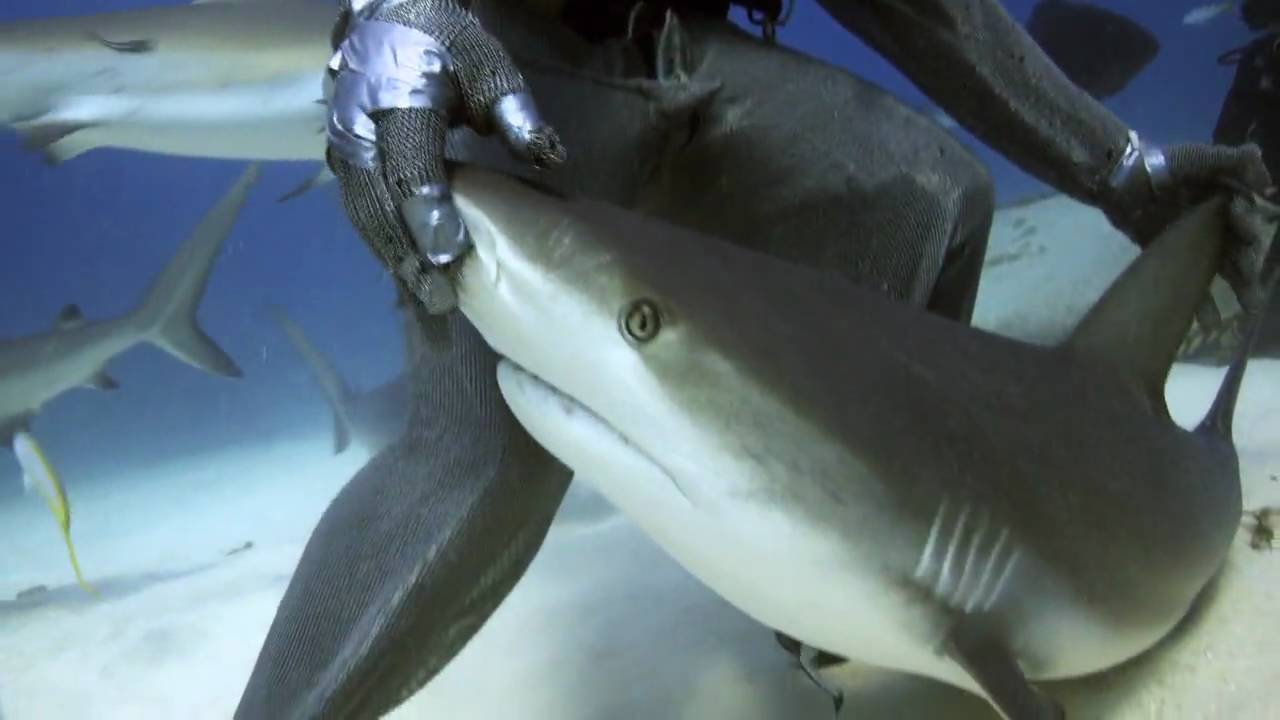 How to Hypnotize a Shark, Step by Step