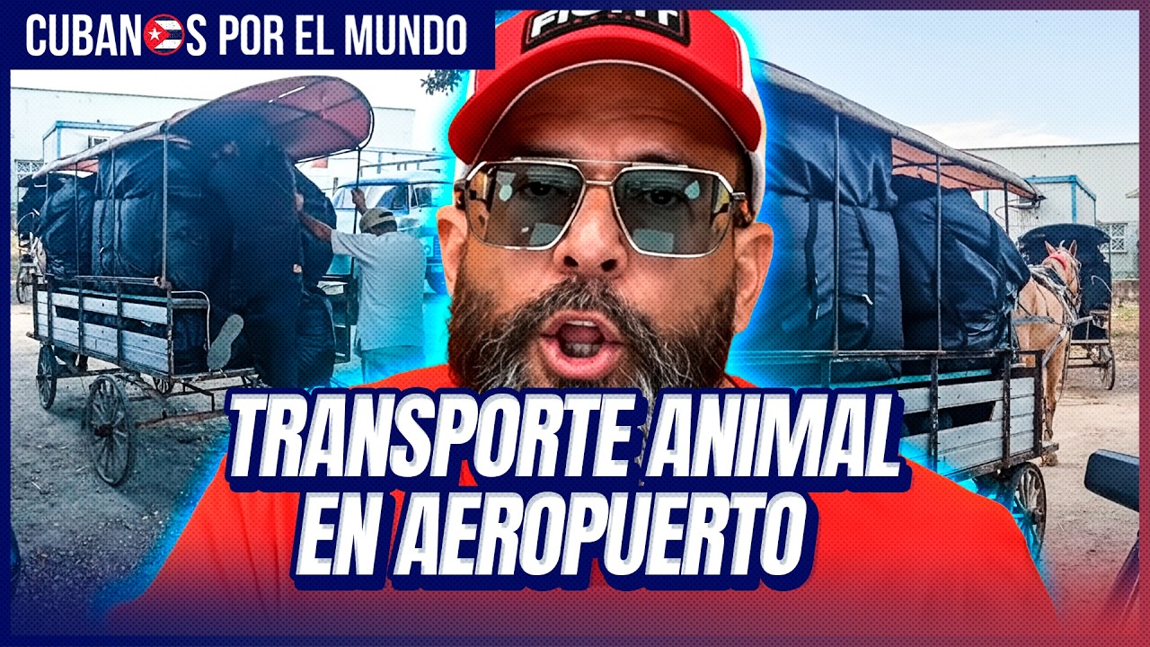 Tracción animal en aeropuertos para mover cargas a Cuba: Otaola exige cerrar y retirar licencias
