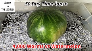 4,000 Worms vs THE WATERMELON | 50 day Time-Lapse fast Playback