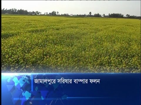 জামালপুরে সরিষার বাম্পার ফলন