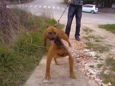 pit bull terrier macedonia.wmv