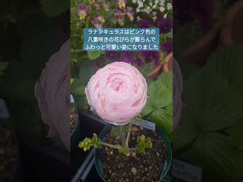 アジアユリの植え方は？メンテナンスと開花  庭園