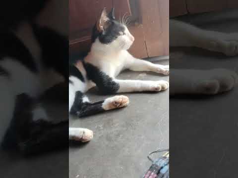 #love #tamilsong #funny