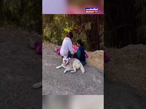 Owner Sacrifices Life to Save Dog from Drowning in Narmada Canal, Vadodara