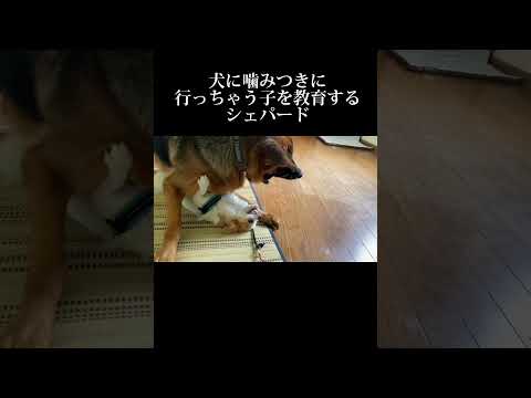 ベルガマスコ シェパード