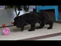 Cocker Spaniel dogs for sale: Jace - Video 1