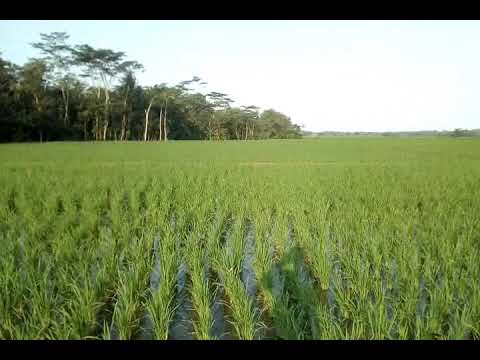 LANDSCAAPE PERTANIAN DI DESA ADISARA
