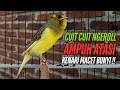 SUARA Kenari GACOR PANJANG Pancingan Masteran Kenari Paud AGAR Gacor AMPUH Kenari MACET Bunyii