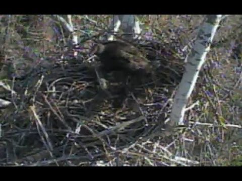 12 11 13 Turtle Bay, Turkey vulture gets chased off nest